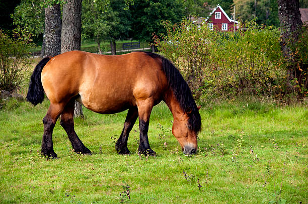 Horses in paddock stock photo