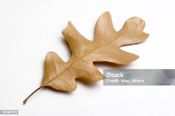 オークの葉 - オークの葉のストックフォトや画像を多数ご用意 - オークの葉, カットアウト, 一つ