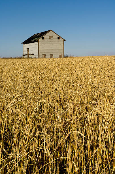 Cтоковое фото Прерия Barn