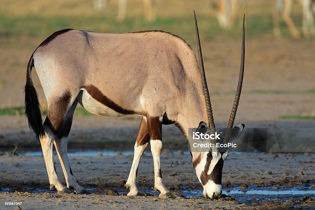 Oryks południowy antelope - Zbiór zdjęć royalty-free (Afryka)