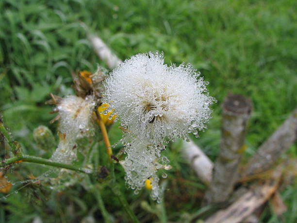 Flower stock photo