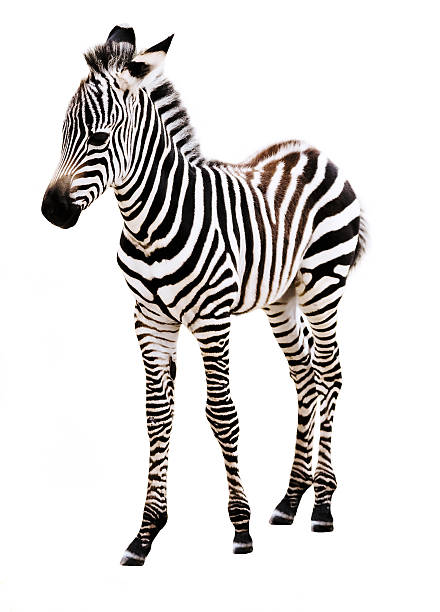 istock Adorable Baby Zebra standing. 151567495