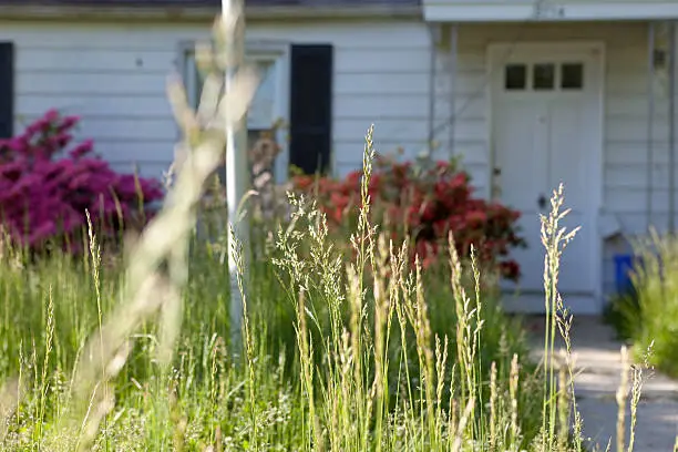 Photo of Long Grass Outside Abandoned Cape Cod Single Family Home Maryland