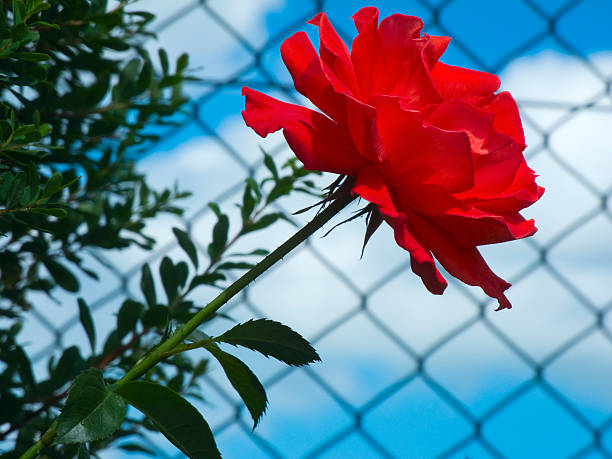 single red rose by lattice fence and blue sky with white clouds