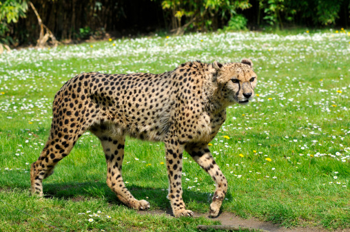 Closeup of African Cheetah (Acinonyx jubatus) walking on grass