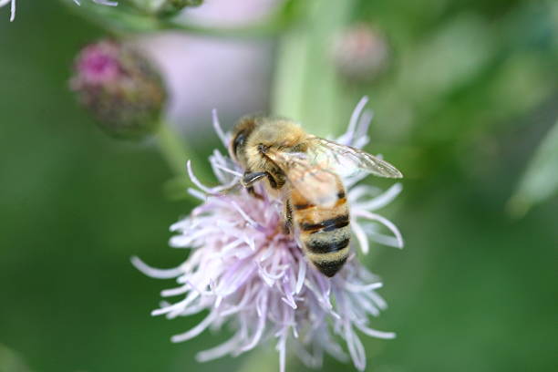 istock Honey Bee on Wild Flower 151568550