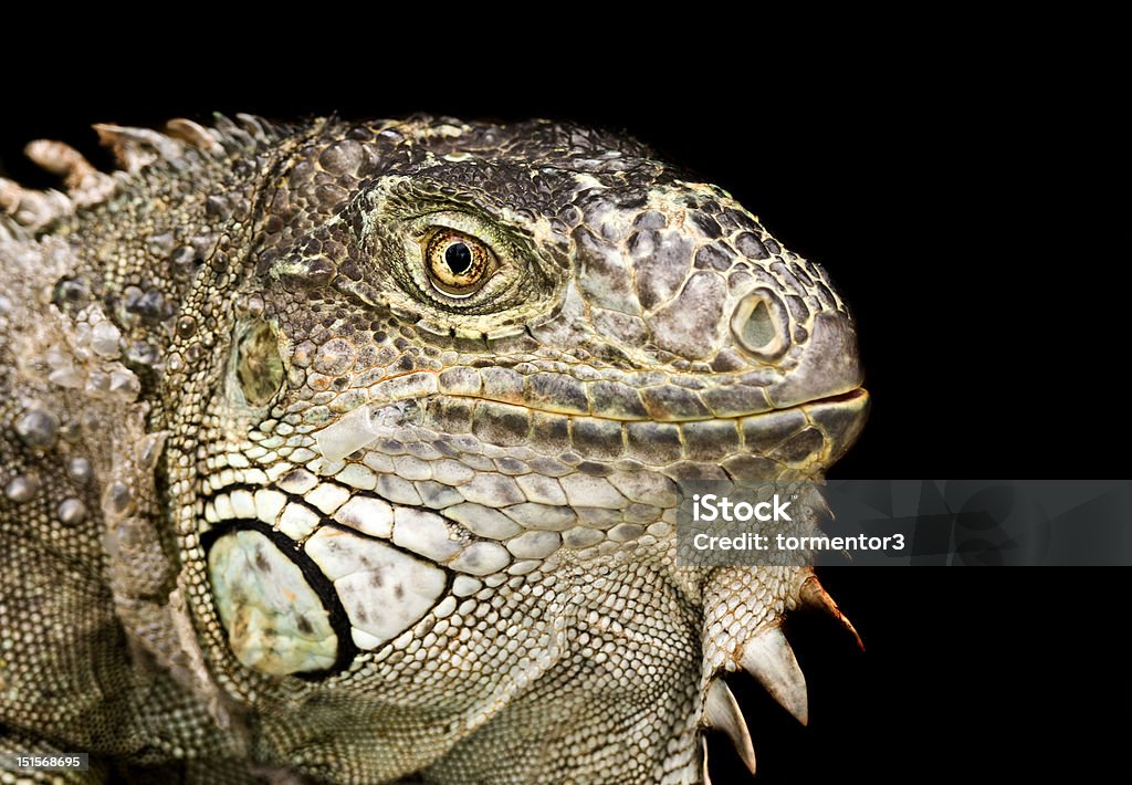 Protrait of an Iguana on a dark background Close up on a green Iguana isolated on a dark background. Animal Stock Photo