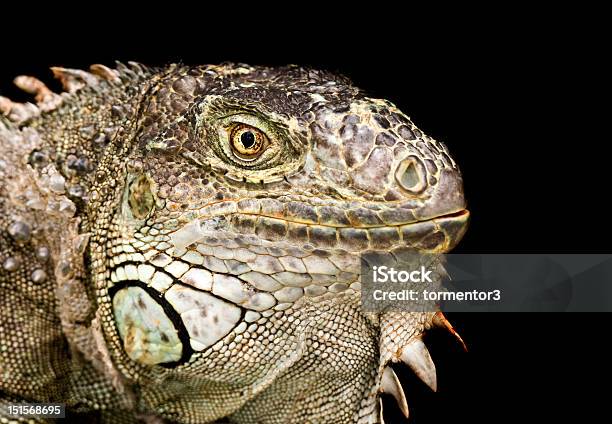 Protrait Of An Iguana On A Dark Background Stock Photo - Download Image Now - Animal, Animal Body Part, Animal Eye