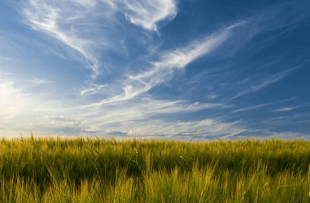 istock Field of barley 151568814