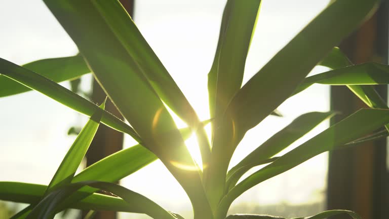 LENS FLARE, DOF: Last rays of sun shine through green leaves of yucca houseplant