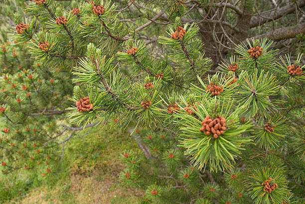 pine tree stock photo