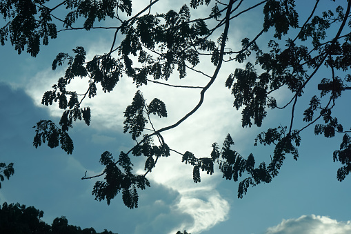 Silhouette of tree branches and leaves during late afternoon