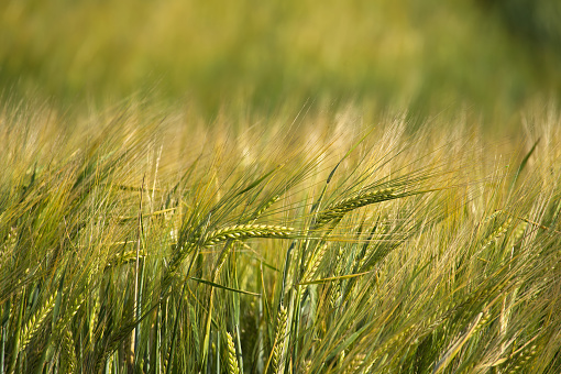 The nature of the field is peaceful and calming, with the yellow barley stalks swaying in the summer breeze