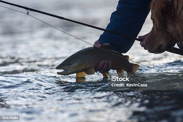 Hund Nimmt Release Stockfoto und mehr Bilder von Snake River - Snake River, Angel, Europäische Forelle