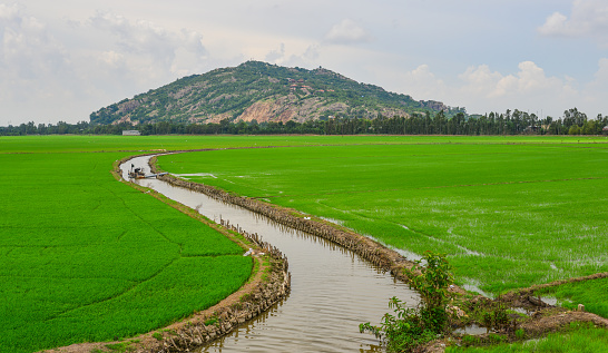 Green rice field in An Giang, Southern Vietnam.