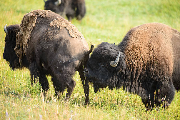 istock male bison testing urine of female 151571011