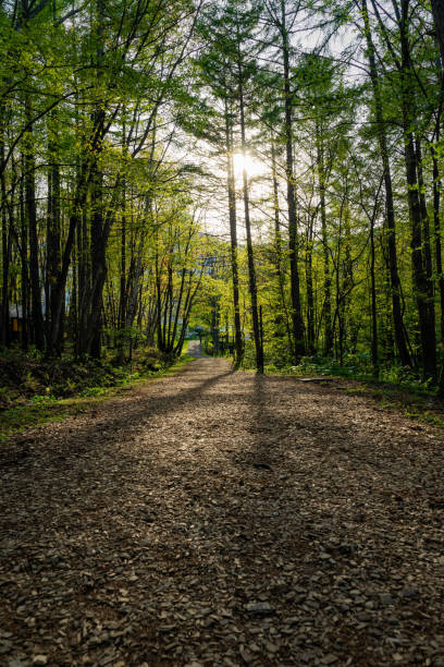 istock Dirt path in the woods during golden hour 1515711890
