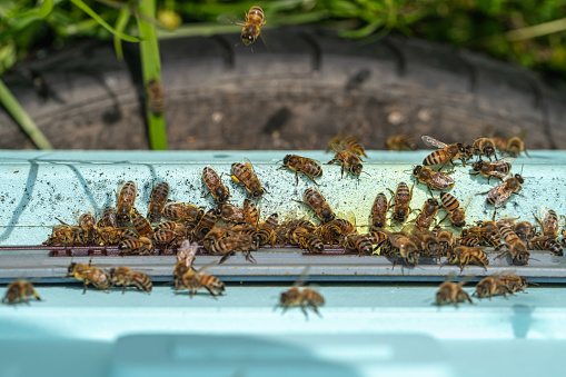 A lot of honey bees at the modern composite hive