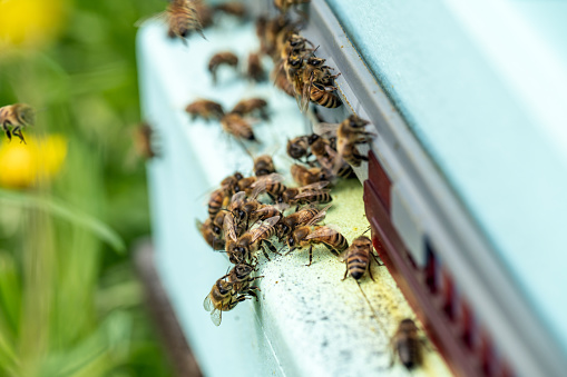 Honey bees at the modern composite hive