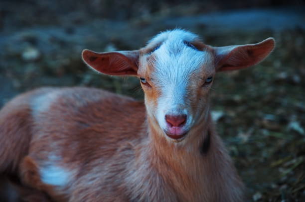 istock Goat in the Zoo 1515726745