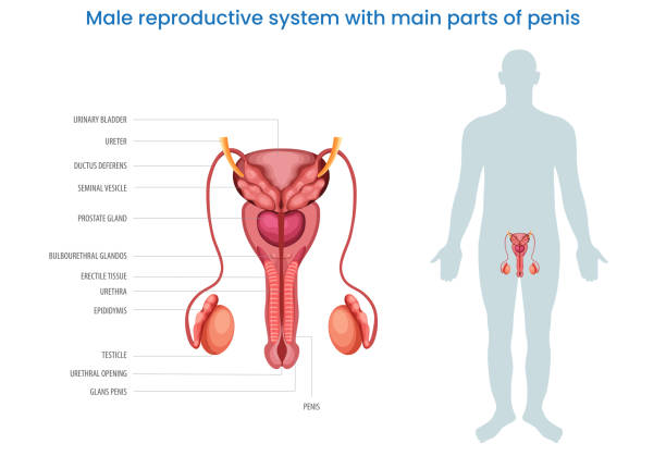 мужская репродуктивная система с основными частями полового члена, обозначенная диаграммой - головка пениса иллюстрации stock illustrations
