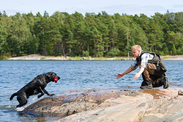 Dog training stock photo