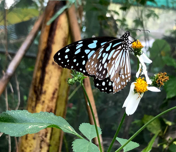 istock The Dark Blue Tiger Butterfly. 1515754038
