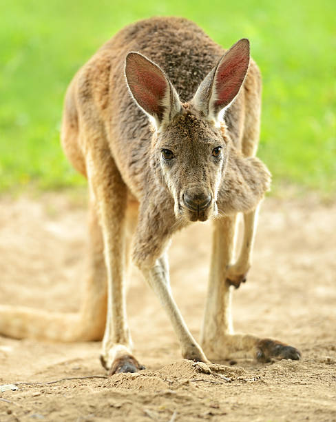 canguro - skippy fotografías e imágenes de stock