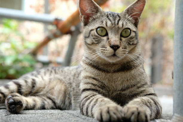 image of tabby cat with wide eyes