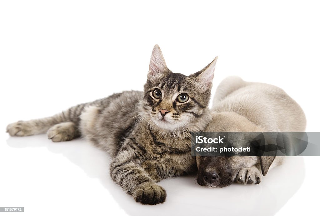 Puppy and Kitten Puppy and Kitten. isolated on white background Dog Stock Photo