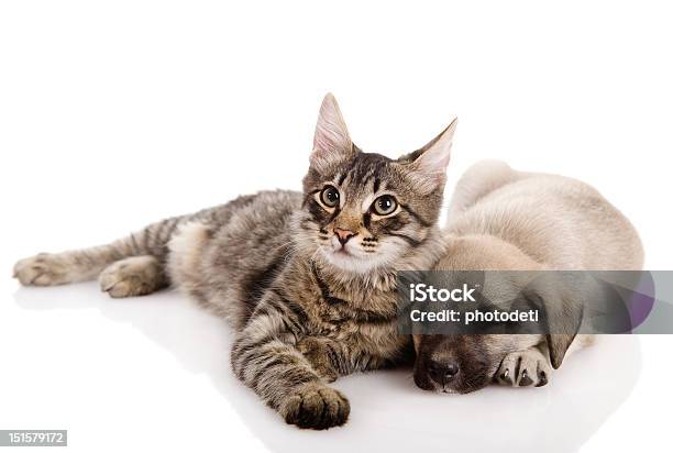 Puppy And Kitten Stock Photo - Download Image Now - Dog, Domestic Cat, Togetherness