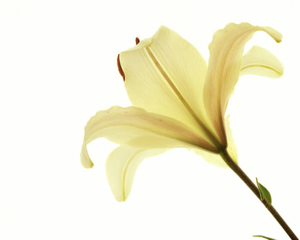 istock lily flower growing on white background 1515795621