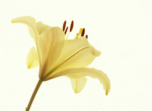 istock lily flower growing on white background 1515796143