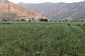 frische-zwiebeln-auf-den-feldern.jpg?b=1&s=170x170&k=20&c=hTaFbLtmDfCxI9sWDE6B6nvTIrypQw60Of9YZ9DZLCk=