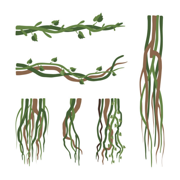 リアナのセット。つる曲がりくねった枝。ジャングル熱帯登山植物漫画ベクターイラスト - ivy vine leaf frame点のイラスト素材／クリップアート素材／マンガ素材／アイコン素材