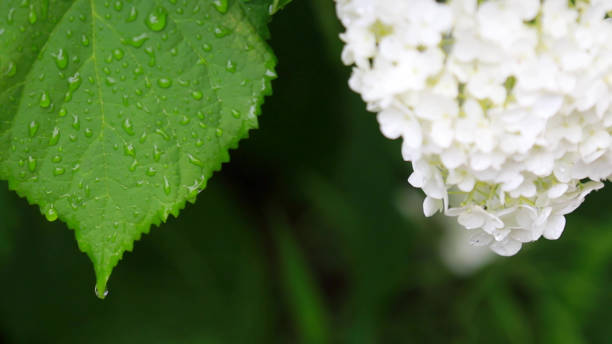 istock Hydrangea flower blooming in the wild 1515812159