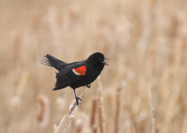 istock Red-winged Blackbird (male) perched in some cattails 1515823387