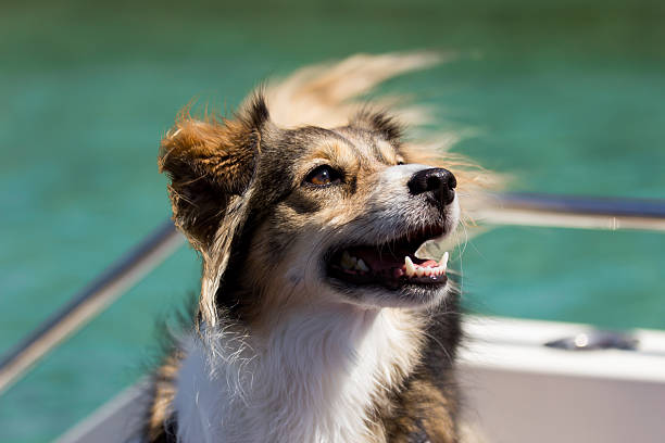 istock Happy dog on a boat 151583149