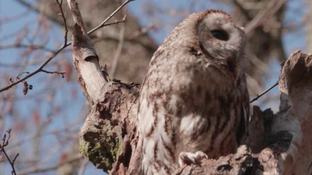 Tawny owl Coming Out from Tree Nest and Looking Around, Slow Motion