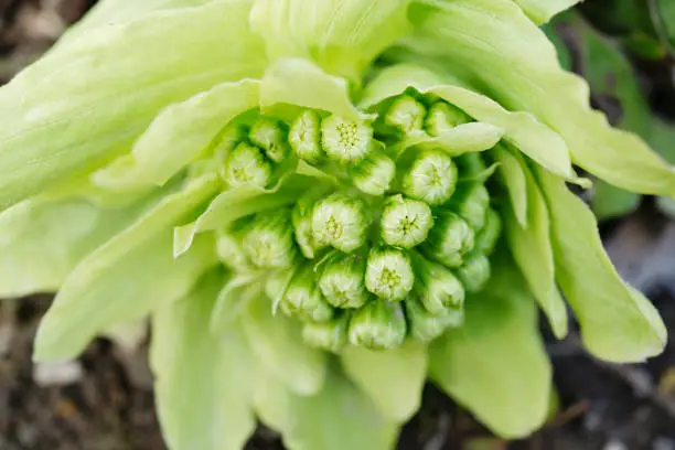 Close up of butterbur sprout from the ground