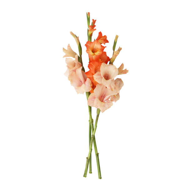 primo piano di un bellissimo fiore di gladiolo arancione steli - gladiolus single flower stem isolated foto e immagini stock