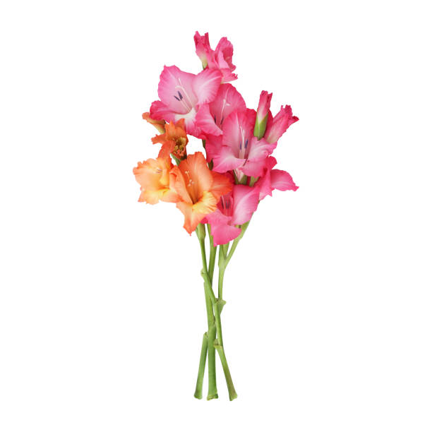 chiudi un bellissimo stelo di fiori di gladiolo - gladiolus single flower stem isolated foto e immagini stock