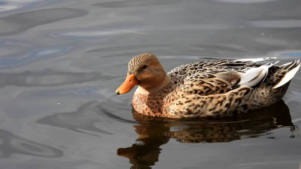istock wild brown duck in the river 1515845689