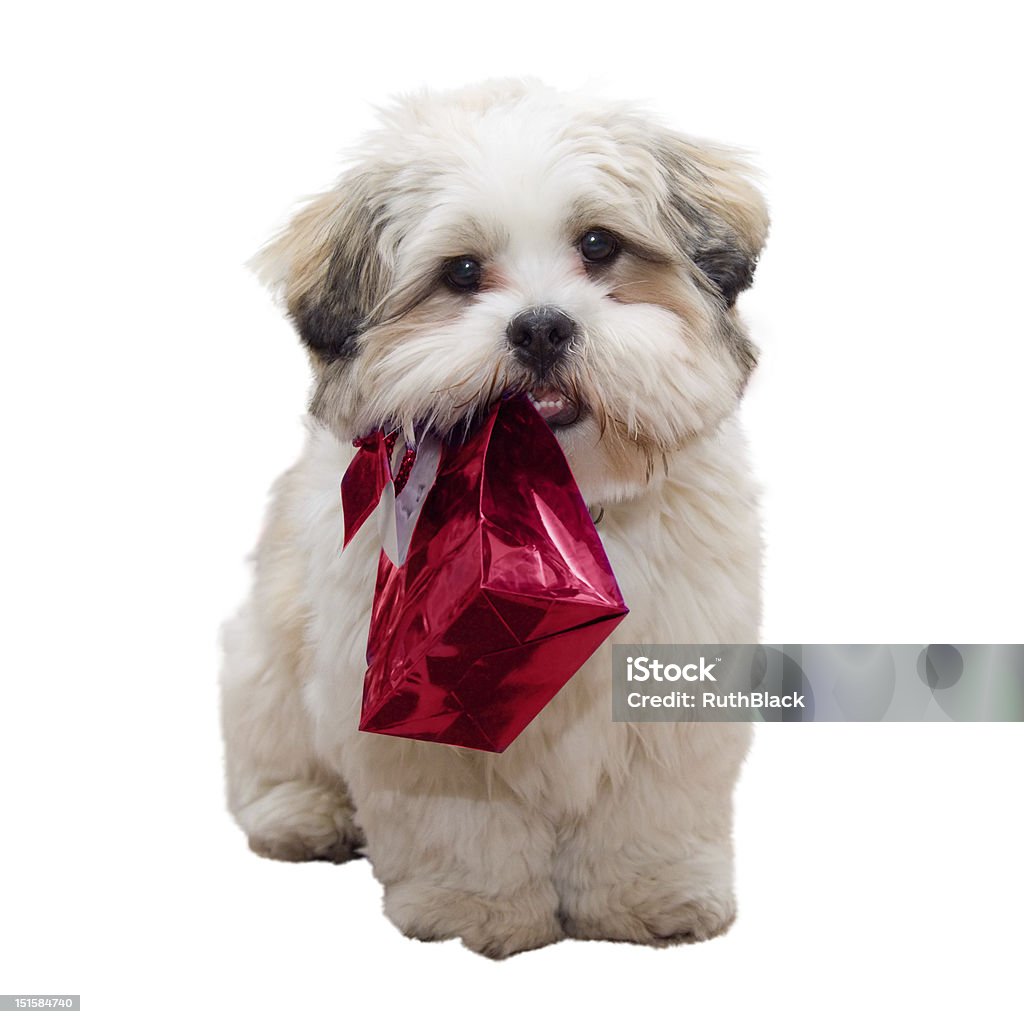 Lhasa apso puppy Cute lhasa apso puppy carrying a gift bag Carrying Stock Photo