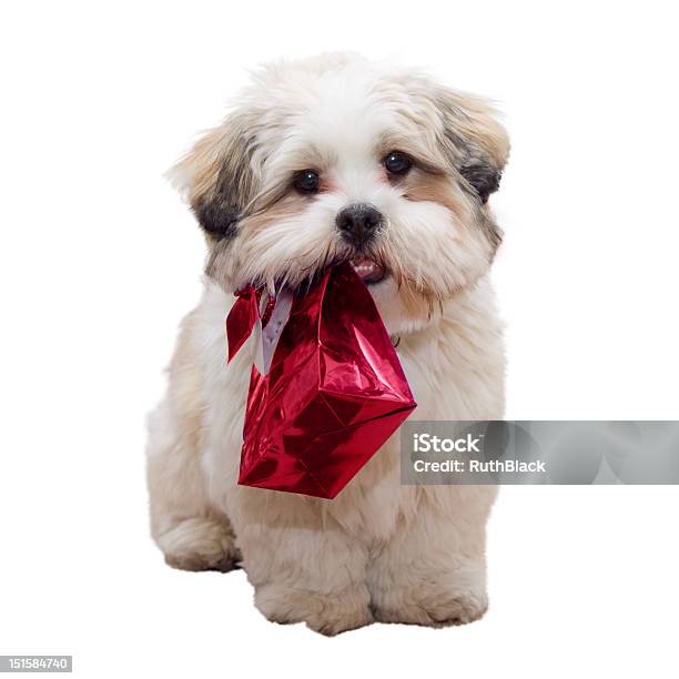 Lhasa Apso Puppy Stock Photo - Download Image Now - Carrying, Gift, Pets