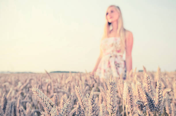 Young woman in wheat fied at early sunset stock photo