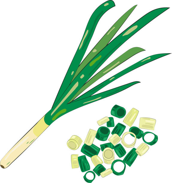 ilustrações, clipart, desenhos animados e ícones de cebola verde picada elemento cebolinha fatias ilustração elemento gráfico cartão de arte - chive onion spring onion garlic