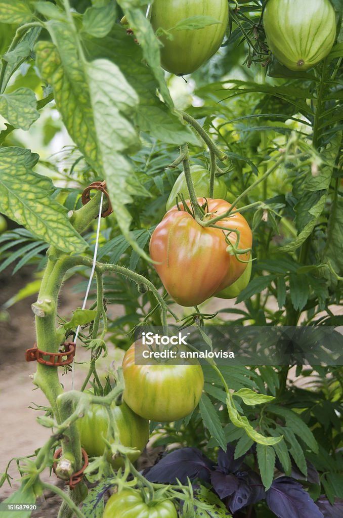 Planta de tomate - Foto de stock de Agricultura royalty-free