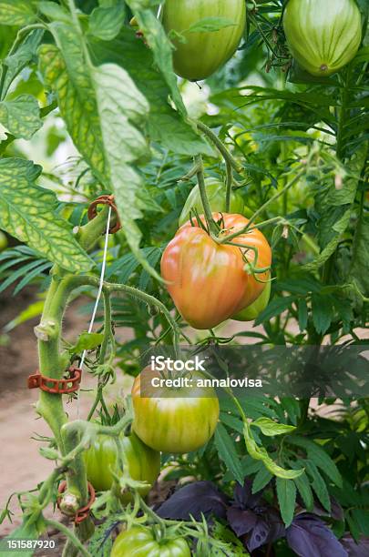 Foto de Planta De Tomate e mais fotos de stock de Agricultura - Agricultura, Agricultura biodinâmica, Alimentação Saudável