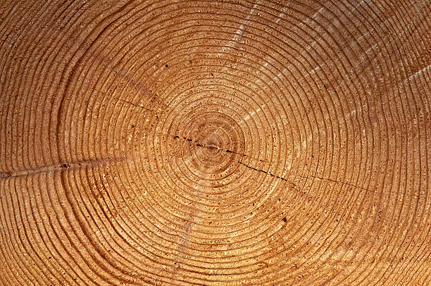 istock Close up of tree rings 151590437